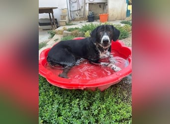 Phos - ein Hund, dessen Geschichte berührt
