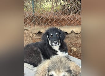 Niedlicher Welpe Nero