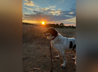 Treuer Hundesenior Tim