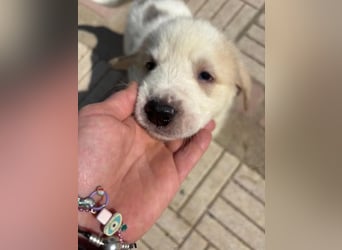 Hiro - liebevoller Welpe sucht sein Zuhause