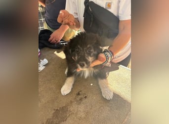 Niedlicher Welpe Nero