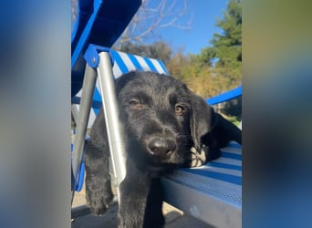 Zuckersüßer Welpe Jiji sucht sein Zuhause