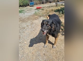 Liebevolle Hunde-Omi Funny