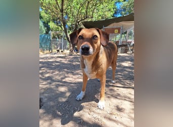 Sanfte Hündin Sandy sucht dich!