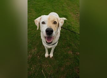 Treuer Gefährte Piratis