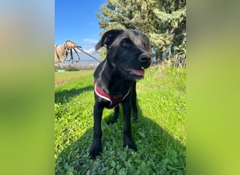 Zuckersüßer Welpe Jiji sucht sein Zuhause