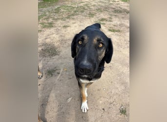 Pepita - Traumhündin sucht ihr Zuhause