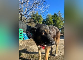 Liebevolle Hunde-Omi Funny