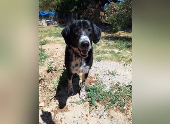 Phos - ein Hund, dessen Geschichte berührt