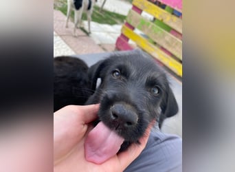 Zuckersüßer Welpe Jiji sucht sein Zuhause