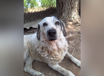 Katia- Senior-Hund sucht endlich Sicherheit und Liebe