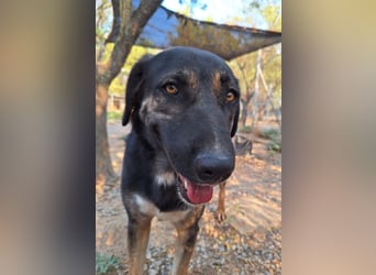 Pepita - Traumhündin sucht ihr Zuhause
