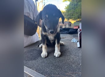 Zuckersüße Poppy sucht liebevolles Zuhause