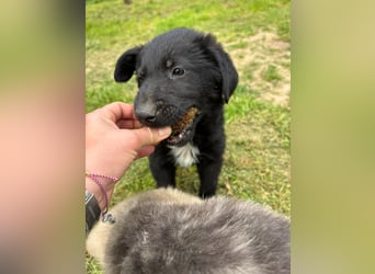 Verspielter Welpenjunge Vino sucht liebevolles Zuhause