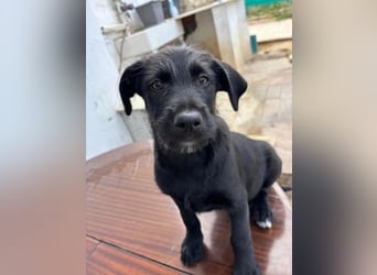 Zuckersüßer Welpe Jiji sucht sein Zuhause