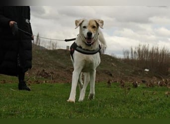 Treuer Gefährte Piratis