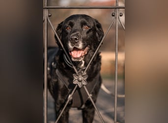 Elias, liebevoller Herzenshund, ca. 13 Jahre, ca. 55cm, ca. 25 kg *in 64287 Darmstadt*