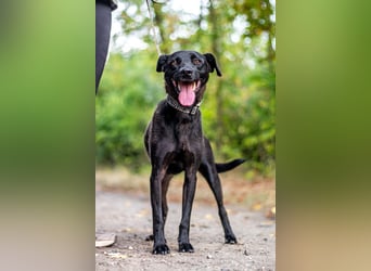 Mr. Néró, stubenreiner Traumhund , ca. 5 Jahre, ca. 52 cm, ca. 16 kg *in 82346 Andechs*