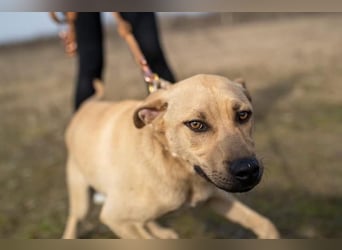 Billy, fröhlicher Wirbelwind, ca. 1 Jahr, ca. 55cm, ca. 23kg