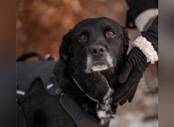 Elias, liebevoller Herzenshund, ca. 13 Jahre, ca. 55cm, ca. 25 kg *in 64287 Darmstadt*