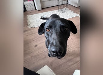 Mr. Néró, stubenreiner Traumhund , ca. 5 Jahre, ca. 52 cm, ca. 16 kg *in 82346 Andechs*