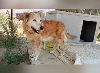 Laourita, tapfere Hundeomi, ca. 11 Jahre, ca. 56 cm, ca. 22 kg