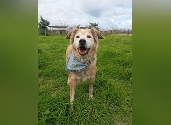 Laourita, tapfere Hundeomi, ca. 11 Jahre, ca. 56 cm, ca. 22 kg