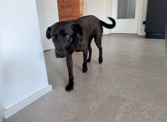 Mr. Néró, stubenreiner Traumhund , ca. 5 Jahre, ca. 52 cm, ca. 16 kg *in 82346 Andechs*