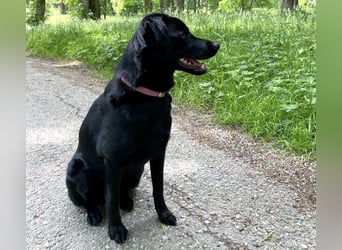 Ellie, sportliche Hündin, 5 Jahre, ca.52 cm *in 57339 Erndtebrück*