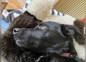 Ellie, sportliche Hündin, 5 Jahre, ca.52 cm *in 57339 Erndtebrück*