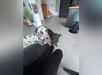 Mr. Néró, stubenreiner Traumhund , ca. 5 Jahre, ca. 52 cm, ca. 16 kg *in 82346 Andechs*