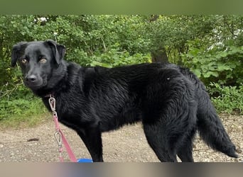 Ellie, sportliche Hündin, 5 Jahre, ca.52 cm *in 57339 Erndtebrück*