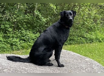 Ellie, sportliche Hündin, 5 Jahre, ca.52 cm *in 57339 Erndtebrück*