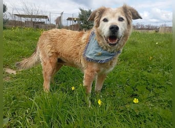 Laourita, tapfere Hundeomi, ca. 11 Jahre, ca. 56 cm, ca. 22 kg