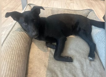 Babsi, stubenreiner Quatschkopf, ca 1 Jahr, ca 52 cm, ca. 12 kg *in 85591 Vaterstetten*