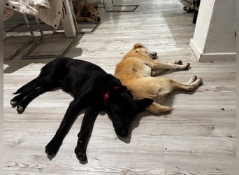 Babsi, stubenreiner Quatschkopf, ca 1 Jahr, ca 52 cm, ca. 12 kg *in 85591 Vaterstetten*