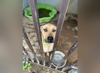 Billy, fröhlicher Wirbelwind, ca. 1 Jahr, ca. 55cm, ca. 23kg