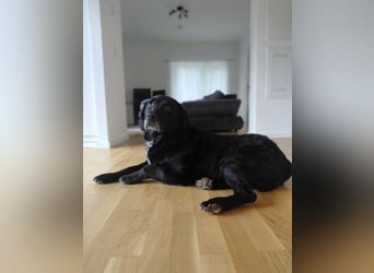 Elias, liebevoller Herzenshund, ca. 13 Jahre, ca. 55cm, ca. 25 kg *in 64287 Darmstadt*