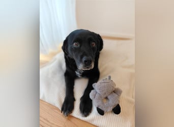 Elias, liebevoller Herzenshund, ca. 13 Jahre, ca. 55cm, ca. 25 kg *in 64287 Darmstadt*