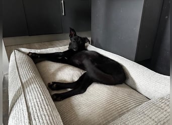 Babsi, stubenreiner Quatschkopf, ca 1 Jahr, ca 52 cm, ca. 12 kg *in 85591 Vaterstetten*