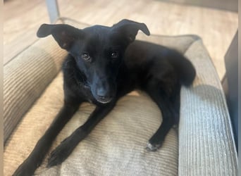 Babsi, stubenreiner Quatschkopf, ca 1 Jahr, ca 52 cm, ca. 12 kg *in 85591 Vaterstetten*