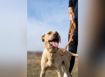 Billy, fröhlicher Wirbelwind, ca. 1 Jahr, ca. 55cm, ca. 23kg