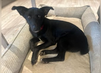 Babsi, stubenreiner Quatschkopf, ca 1 Jahr, ca 52 cm, ca. 12 kg *in 85591 Vaterstetten*