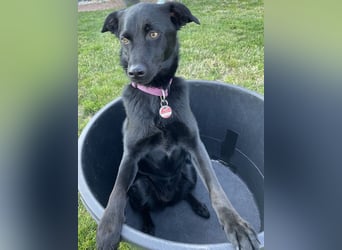 Ellie, sportliche Hündin, 5 Jahre, ca.52 cm *in 57339 Erndtebrück*