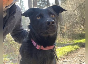 Ellie, sportliche Hündin, 5 Jahre, ca.52 cm *in 57339 Erndtebrück*