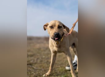 Billy, fröhlicher Wirbelwind, ca. 1 Jahr, ca. 55cm, ca. 23kg