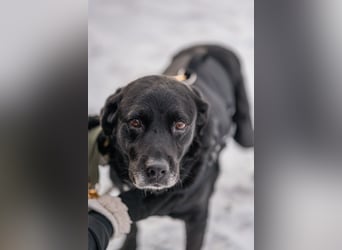 Elias, liebevoller Herzenshund, ca. 13 Jahre, ca. 55cm, ca. 25 kg *in 64287 Darmstadt*