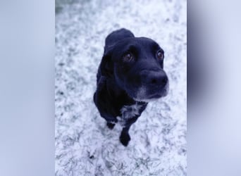 Elias, liebevoller Herzenshund, ca. 13 Jahre, ca. 55cm, ca. 25 kg *in 64287 Darmstadt*