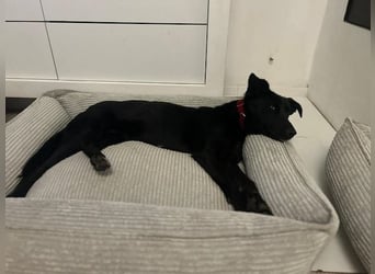 Babsi, stubenreiner Quatschkopf, ca 1 Jahr, ca 52 cm, ca. 12 kg *in 85591 Vaterstetten*