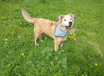 Laourita, tapfere Hundeomi, ca. 11 Jahre, ca. 56 cm, ca. 22 kg